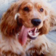 Toffee