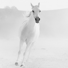White Passion