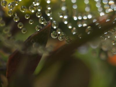 tela de araña264 peq.jpg