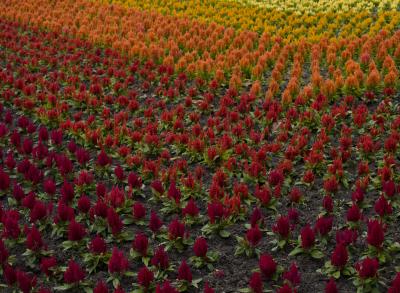 flores raras de colores.JPG