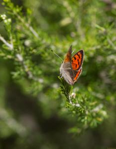 Mariposa-naranja-intenso-Web.jpg