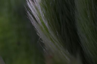 IMG_2769 (Large).JPG