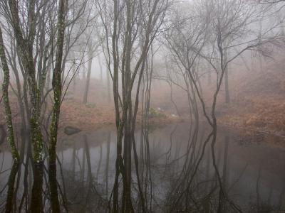 Charca-con-niebla-Web.jpg