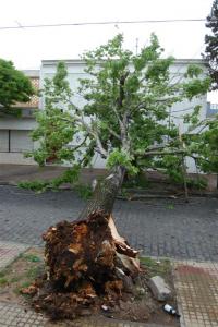 20-10-09 Arbol caido 310 (Large).jpg