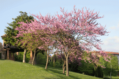 Parque de Invierno.gif