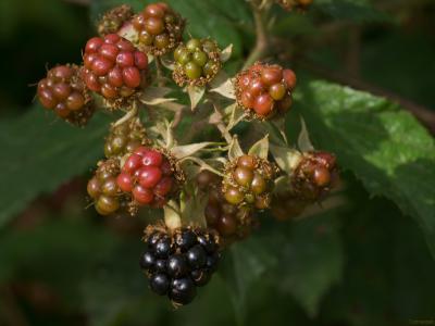 Moras-intensas-Web.jpg