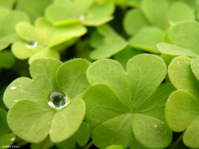 trebol3.jpg
