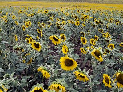 campo de girasoles contraste peq.jpg