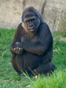 Gorila-Web.jpg