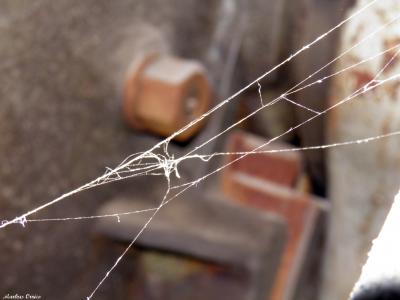 primeras telarañas.jpg