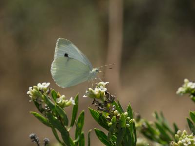 Mariposa-blanca-1-Web.jpg