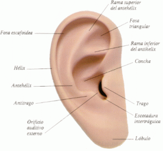 Esquema-oreja.gif