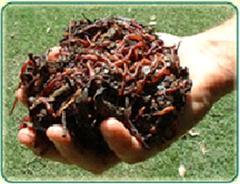 download.php (WinCE).jpg