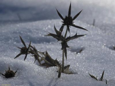 Flores-secas-en-la-nieve-Web.jpg