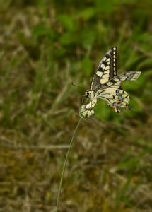 Macaón-Grajera-1 Ok-Web.jpg