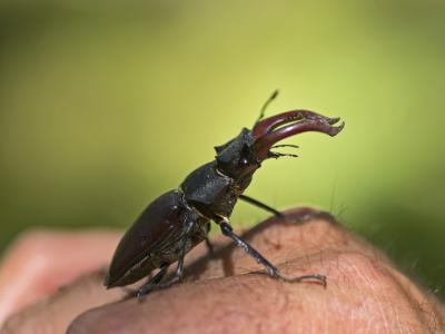 Lucanus-cervus-mediano-rampante-Web.jpg