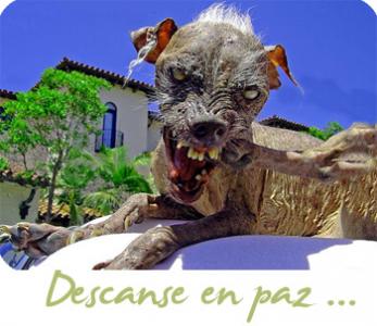 Perro feo pa su puta Madre Pero contento.jpg