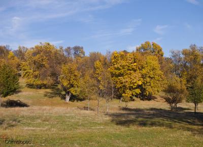 Arboleda amarilla Herrería peq.jpg