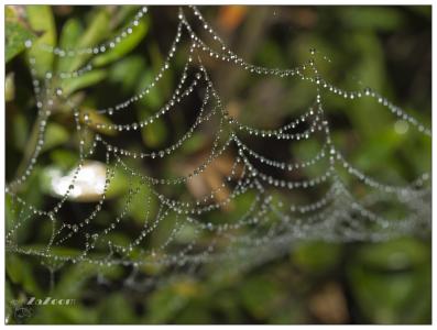 tela de araña267.jpg