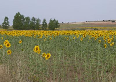 girasoles verdes peq.jpg