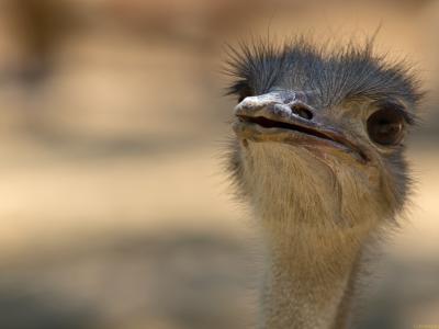 Avestruz-Web.jpg