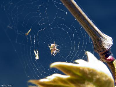 araña 2.jpg