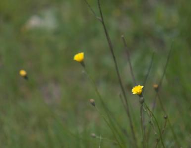 profundidad de campo.JPG