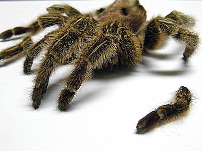 tarantula.jpg