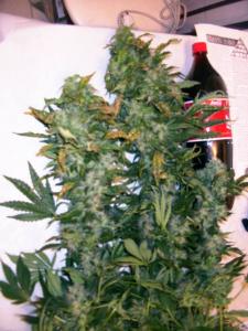 mas gordo que la botella.JPG