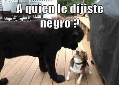 Perros-racistas-everywhere.jpg