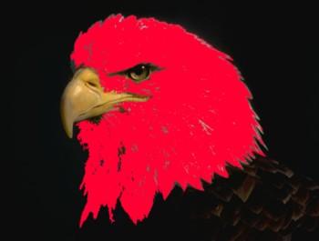 eagle.jpg