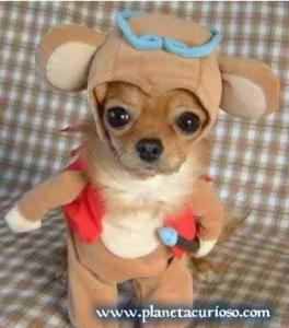 perrito-disfrazado.jpg