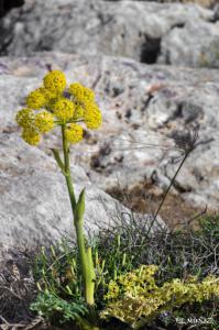 Flor Castell del Rey.jpg