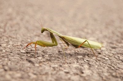 Mantis.gif