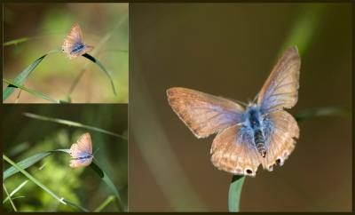 composicion copy.jpg