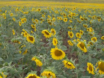 campo de girasoles peq.jpg