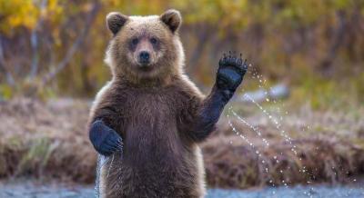Un-oso-pardo-con-la-mano-levantada-iStock.jpg