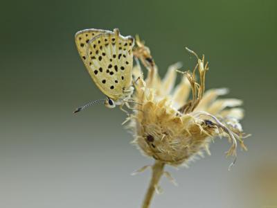 Mariposa-de-final-de-varano-Web.jpg