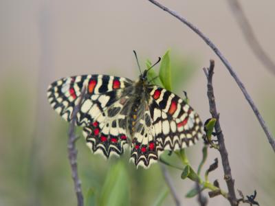 mariposa puta ramita.JPG