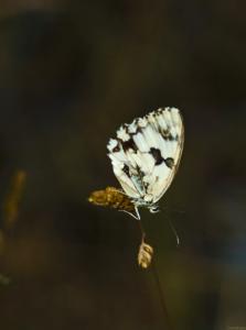 Mariposa-blanca-Web.jpg