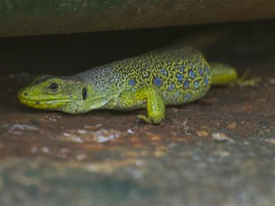 Lagarto-ocelado-agazapado3-Web.jpg