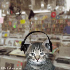 gato  escuchando  musica Stevie Wonder.gif