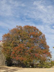 arbol de la vida peq.jpg