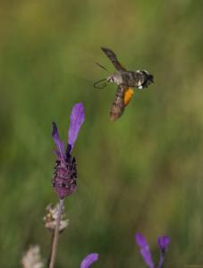 Macroglossum-Stellatarum-Web.jpg