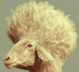 oveja_pelo_afro[1].jpg