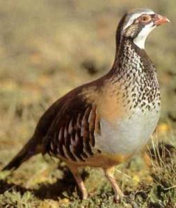 perdiz.jpg