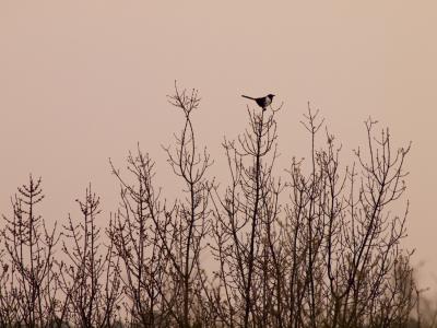 PAJARO TODO_1peq.jpg