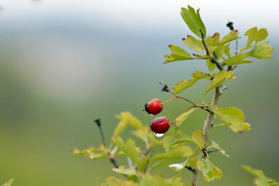 Frutos de otoño.jpg