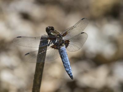 Lbelula-azul-foco-a-la-espalda web.jpg