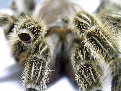 tarantula 3.jpg